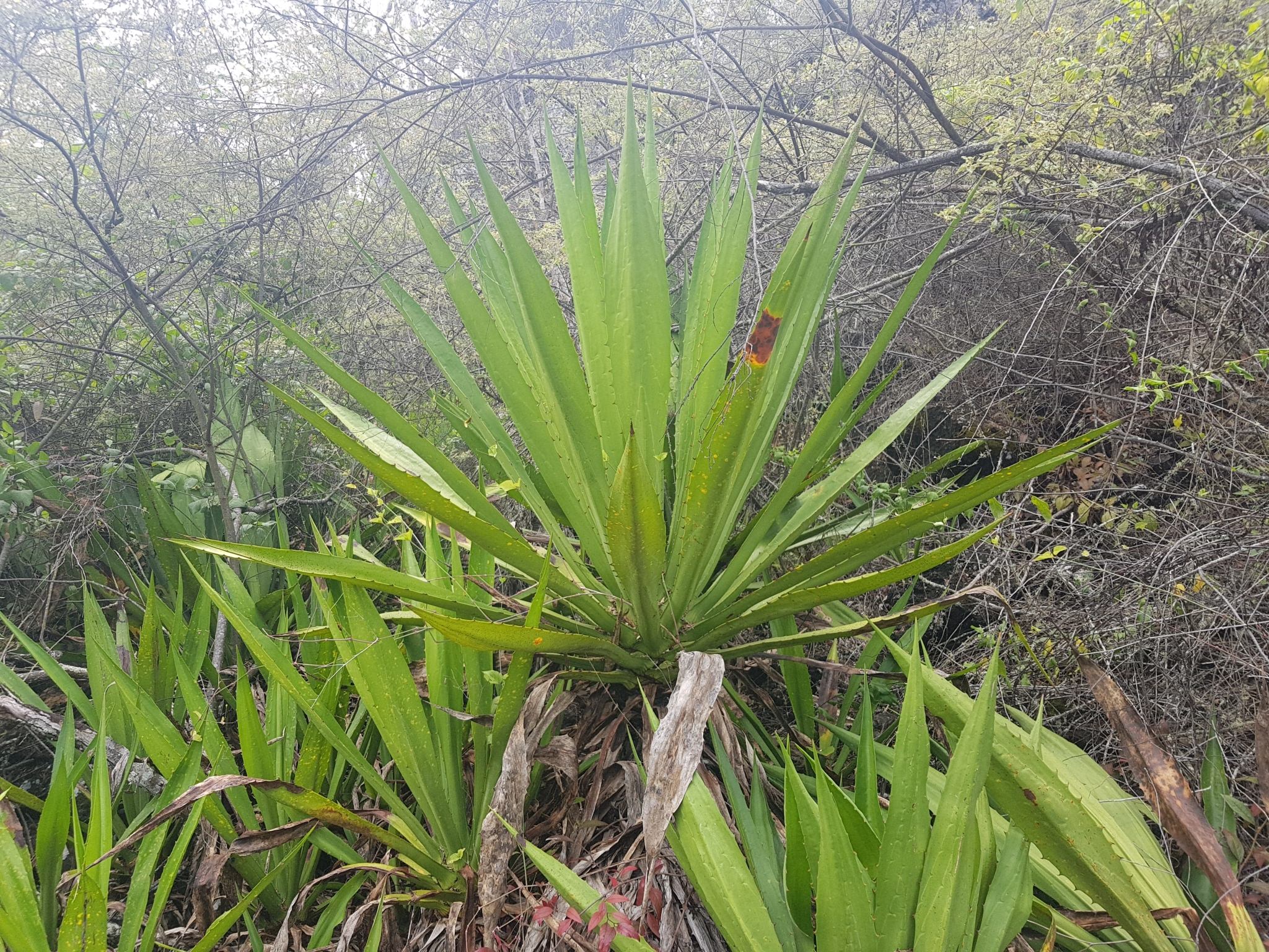 Furcraea cahum